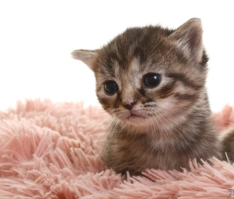kittensmrt2020_06 kittensmrt2020_06